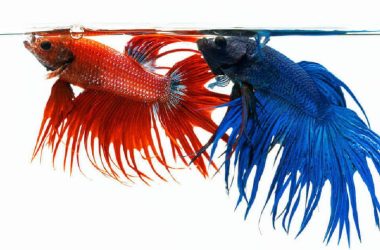 Peixe Beta macho azul e Peixe Beta Splenden macho vermelho